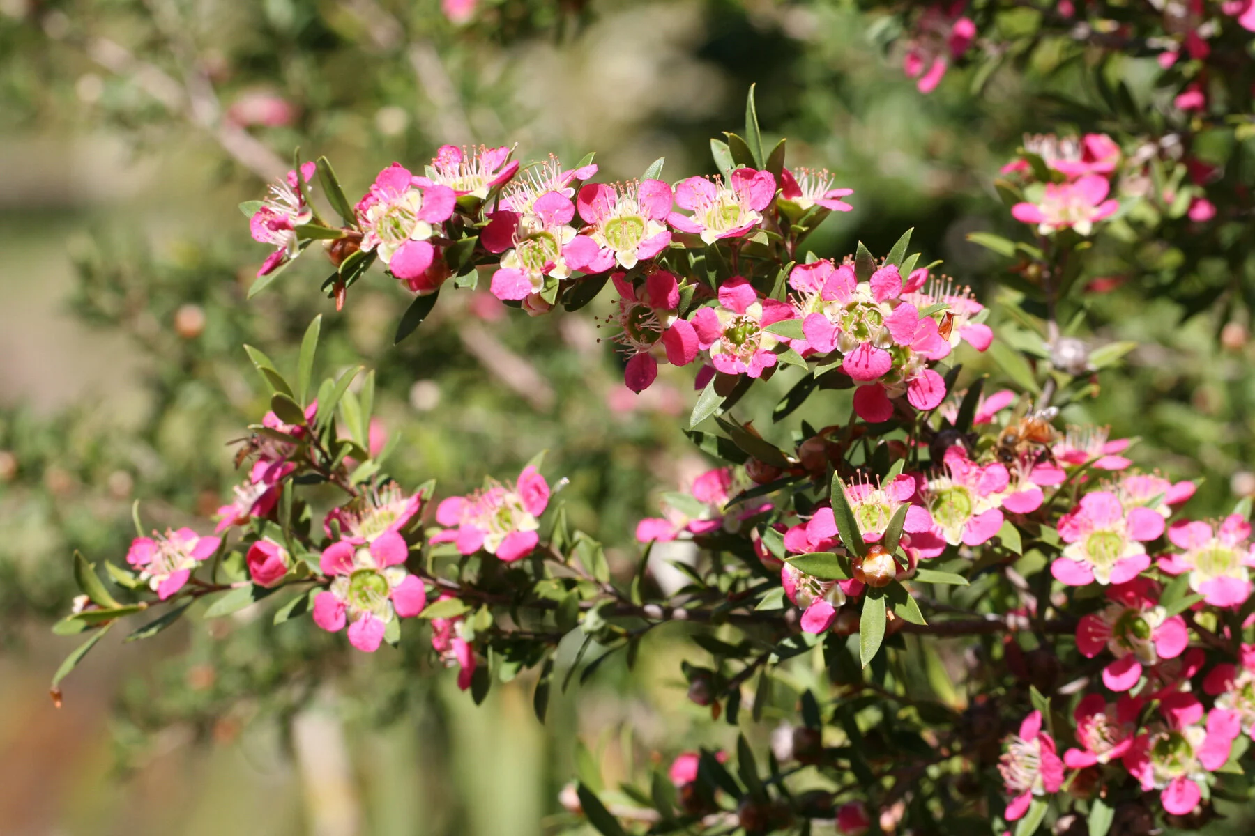 Leptospermum+'Aphrodite'+